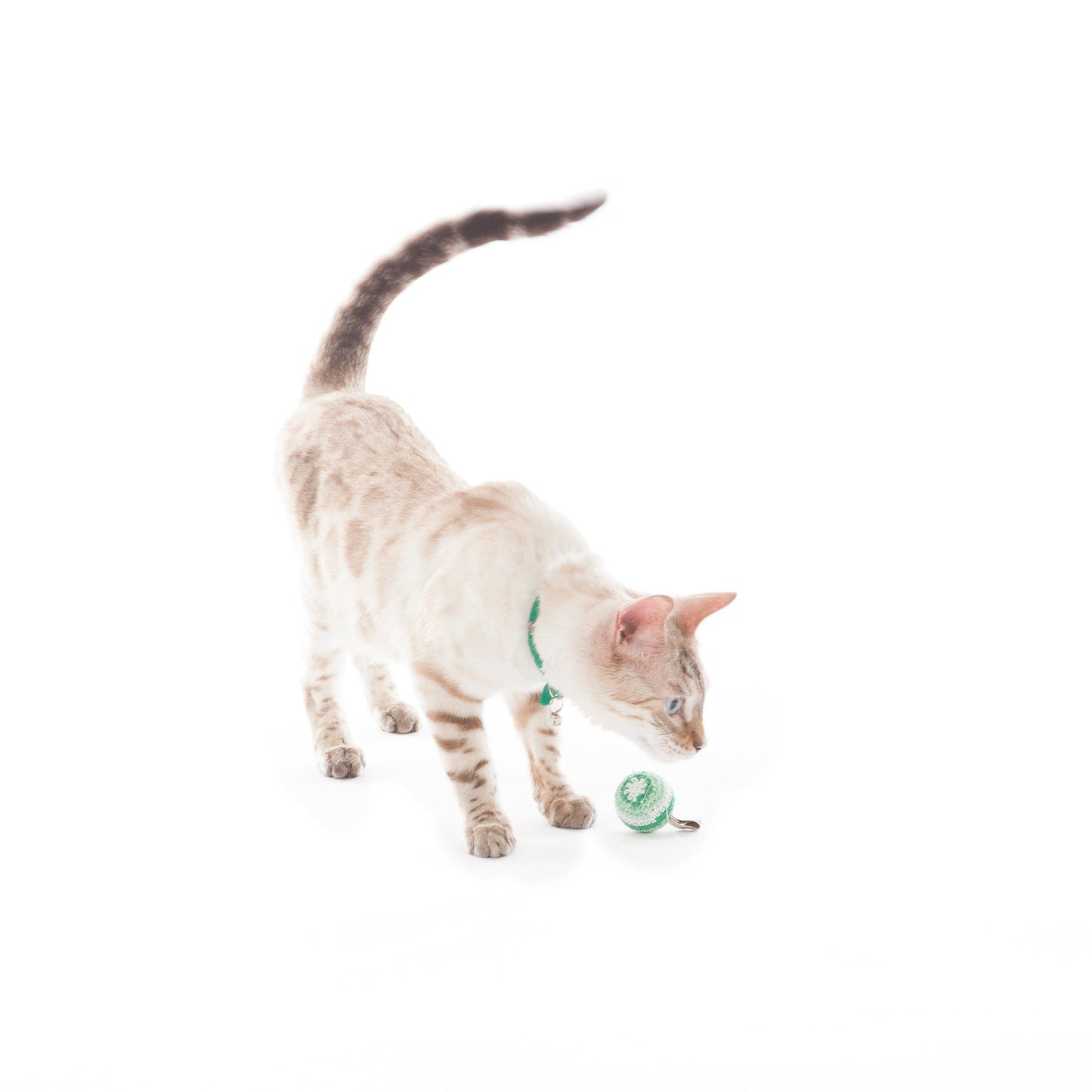 Ping Pong Ball Cat Toy